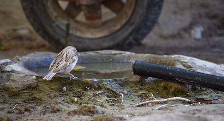 Sparrow Asian Bird tree outdoors street finches wildlife animal wallpaper photo