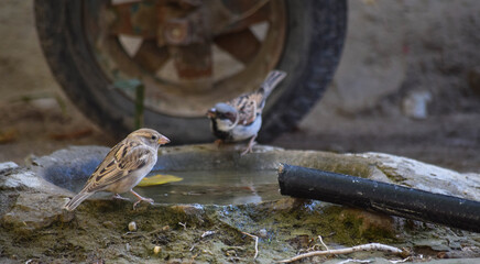 Sparrow Asian Bird tree outdoors street finches wildlife animal wallpaper photo