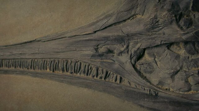 Passing Ichthyosaur Dinosaur Fish Fossil