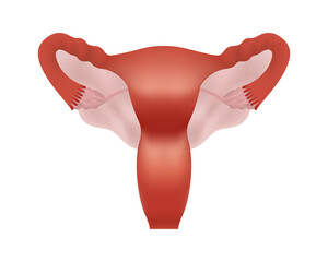 Realistic female human reproductive system on white background. Anatomically correct female reproductive system.