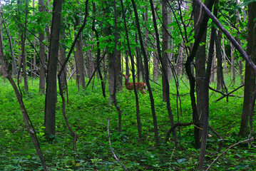 A spotted little young deer looking to the lens at the woods of islands of Boucherville national park hiding behind the high trees, Montreal, QC