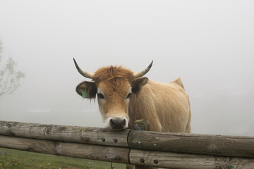 Vaca marrón tipica de los lagos de Covadonga entre la niebla