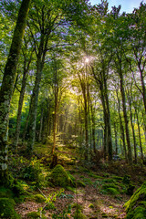 Obraz premium Paisaje de bosque verde oscuro.Hermoso bosque con suelo cubierto de musgo y rayos de sol a través de los árboles