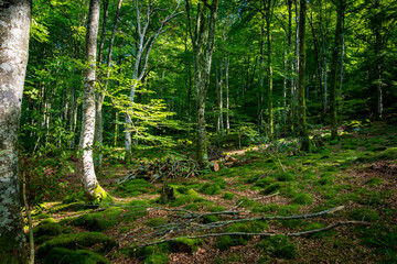 Paisaje de bosque verde oscuro.Hermoso bosque con suelo cubierto de musgo y rayos de sol a través de los árboles