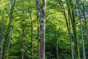 Fototapeta premium Paisaje de bosque verde oscuro.Hermoso bosque con suelo cubierto de musgo y rayos de sol a través de los árboles