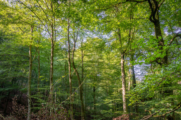 Paisaje de bosque verde oscuro.Hermoso bosque con suelo cubierto de musgo y rayos de sol a través de los árboles