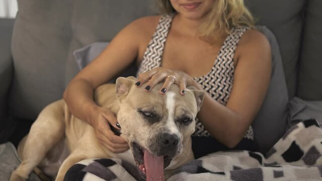 Mulher latina fazendo carinho em cachorro American Bully