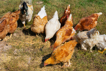 Flock of domestic chicken are grazing freely on bright summer sinlight. Countryside farmyard.