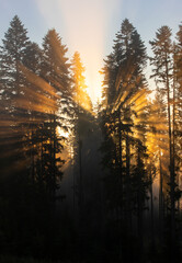 Fototapeta na wymiar a sunrise seen in the foggy forest