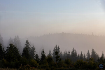 landscape with a pine forest in the fog