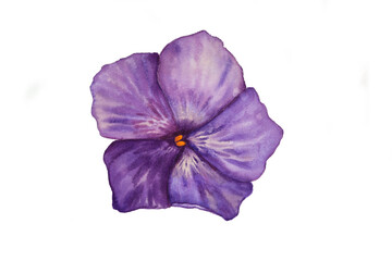 purple flower watercolor illustration. violet flower no background