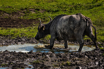 Huge buffalo wades into a little pond to cool himself