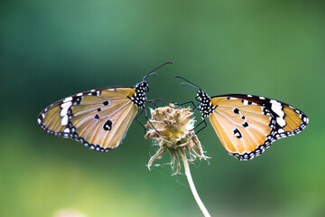  Plain Tiger Danaus chrysippus butterfly drinking nectar the flower plant in natures green background
