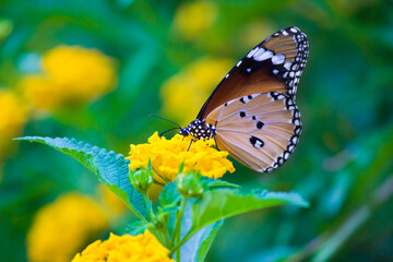  Plain Tiger Danaus chrysippus butterfly drinking nectar the flower plant in natures green background
