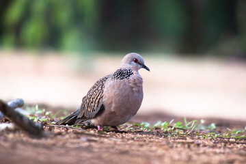   European Turtle-dove (Streptopelia turtur turtur) adult walking on ground looking for food.
