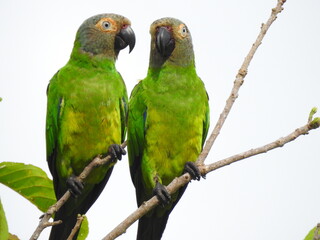 two parrots on a branch