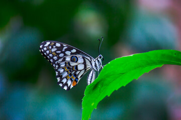  Papilio butterfly or The Common Lime Butterfly resting on the flower plants in its natural habitat in a nice soft green background
 Papilio butterfly or common lime butterfly clap the wings on the fl