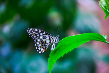  Papilio butterfly or The Common Lime Butterfly resting on the flower plants in its natural habitat in a nice soft green background
 Papilio butterfly or common lime butterfly clap the wings on the fl
