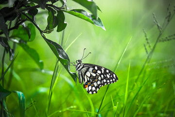  Papilio butterfly or The Common Lime Butterfly resting on the flower plants in its natural habitat in a nice soft green background
 Papilio butterfly or common lime butterfly clap the wings on the fl