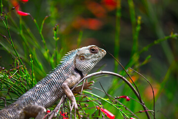 The oriental garden lizard, eastern garden lizard, bloodsucker or changeable lizard resting on the plant branch in its natural environment
 