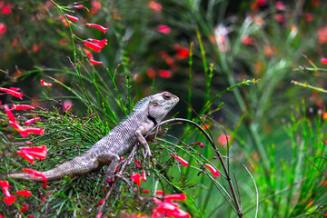 The oriental garden lizard, eastern garden lizard, bloodsucker or changeable lizard resting on the...