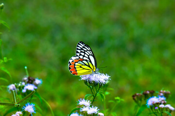  A female Delias eucharis, the common Jezebel, is a medium-sized pierid butterfly found resting on to the flower plant in a public park in India the striped colors of the butterfly is very attractive 