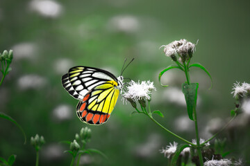  A female Delias eucharis, the common Jezebel, is a medium-sized pierid butterfly found resting on to the flower plant in a public park in India the striped colors of the butterfly is very attractive 