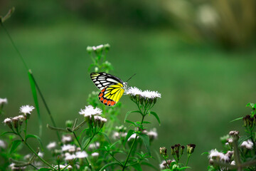  A female Delias eucharis, the common Jezebel, is a medium-sized pierid butterfly found resting on to the flower plant in a public park in India the striped colors of the butterfly is very attractive 