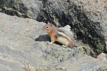 squirrel on Whistlers Mount on summer in Jasper National Park, Alberta, Canada