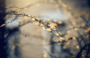 The branches of the cotoneaster in autumn yellow leaves