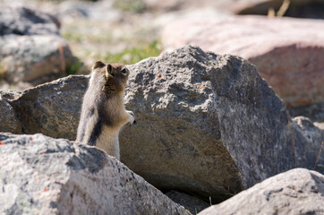 squirrel on Whistlers Mount on summer in Jasper National Park, Alberta, Canada