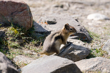 squirrel on Whistlers Mount on summer in Jasper National Park, Alberta, Canada