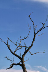 Dead, completely dry tree on a background of blue sky.
