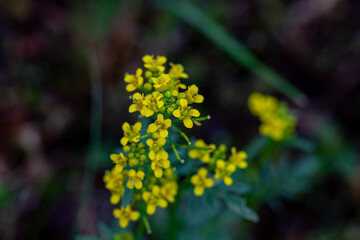Rorippa amphibia flower in the field, macro