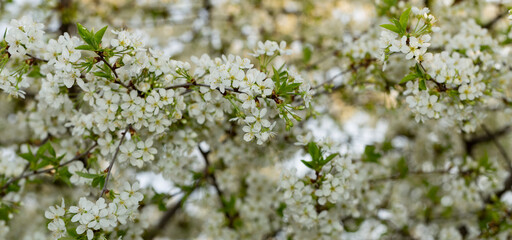 Cherry blossoms. White flowers of fruit tree.