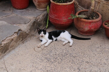 animal de compagnie