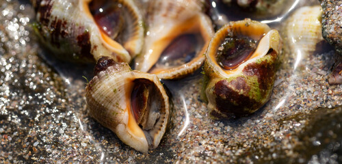 Rapana venosa, common name the veined rapa whelk, a marine gastropod mollusc or whelk, in the...