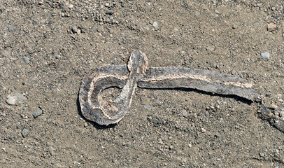 Dead snake. Road wars - death of a Reptile from the car. The killing of a animal. The grass snake...