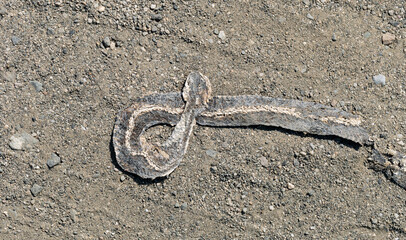 Dead snake. Road wars - death of a Reptile from the car. The killing of a animal. The grass snake (Natrix natrix), ringed snake or water snake.