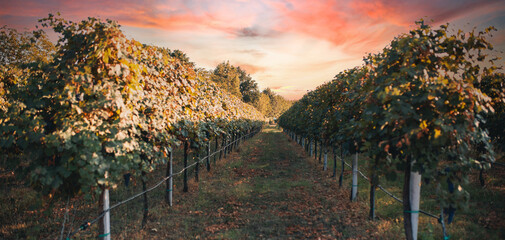 Italian red grape vineyard