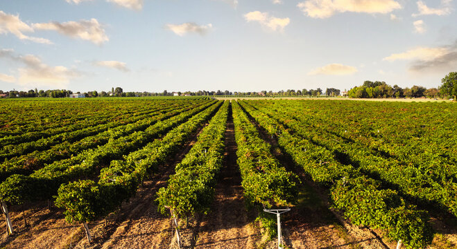 Aerial view of Italian red grape vineyard