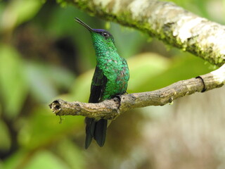 bird on a branch