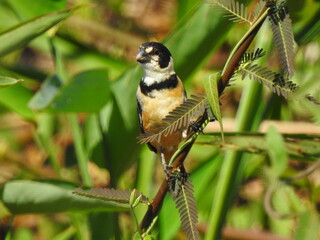 great spotted woodpecker on a branch