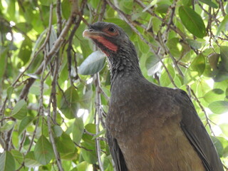 red billed hornbill
