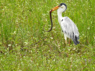 great blue heron