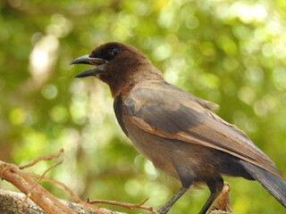 blackbird on a tree branch