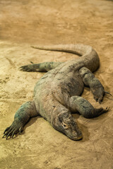 A komodo dragon is lying on the sand.