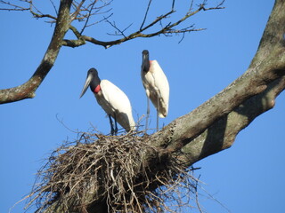 stork in nest