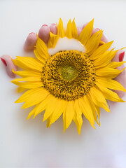 Female hand with red manicure and sunflower, in a milk bath. Close-up. Beautiful, natural background.