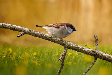 House sparrow on a dry branch. Sparrows are accustomed to the urban environment